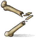 Bone Fragments