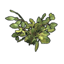 Blue Berry Clone