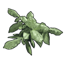 Potato Clone