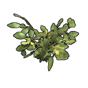 Yellow Berry Clone