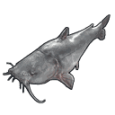Catfish
