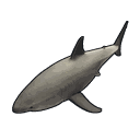 Small Shark