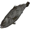 Small Trout